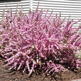 FLOWERING ALMOND STANDARD