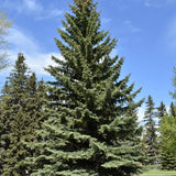 Seed- Spruce Tree Colorado Blue