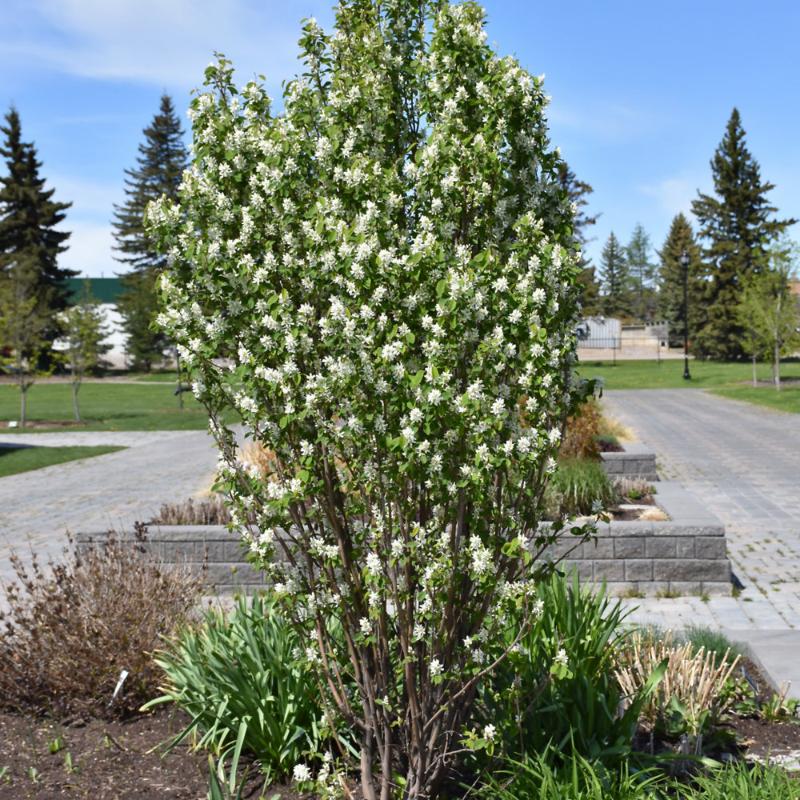 SERVICEBERRY STANDING OVATION