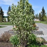 SERVICEBERRY STANDING OVATION