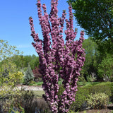 CRABAPPLE PURPLE SPIRE