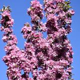 CRABAPPLE PURPLE SPIRE