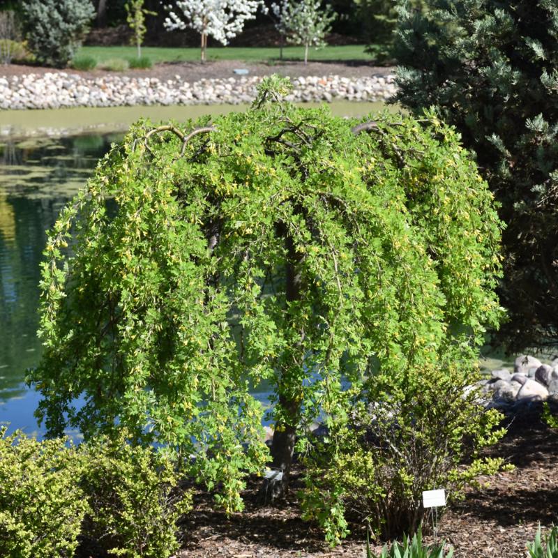 CARAGANA WEEPING