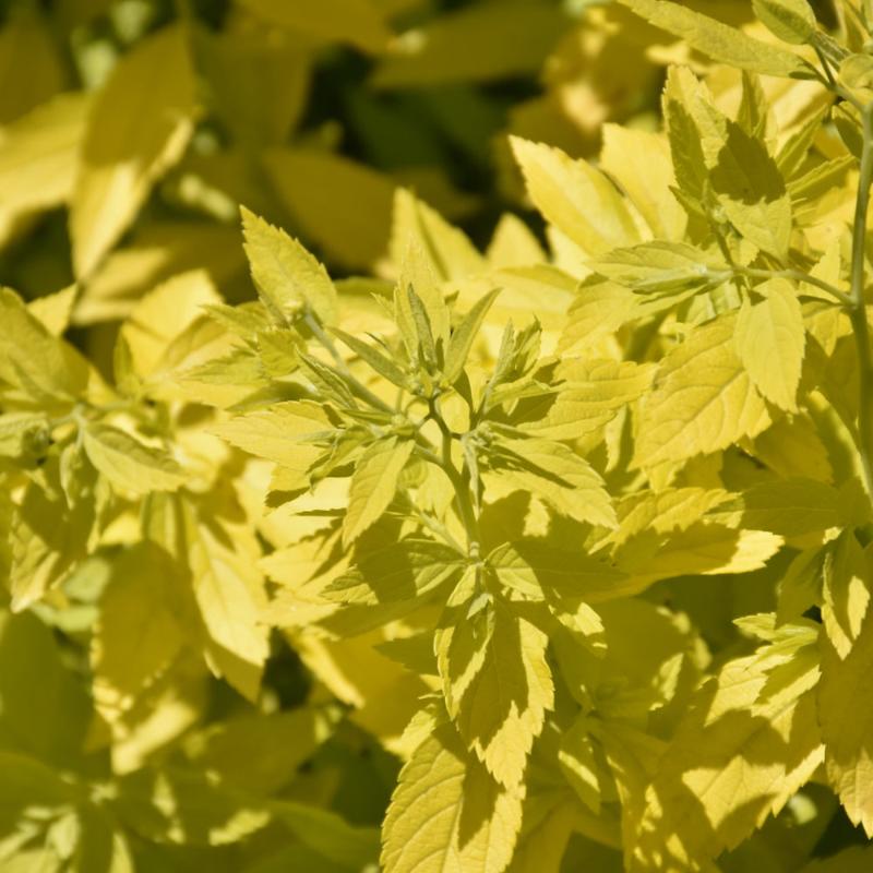 SPIREA WHITE GOLD