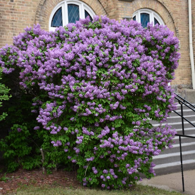 LILAC POCAHONTAS