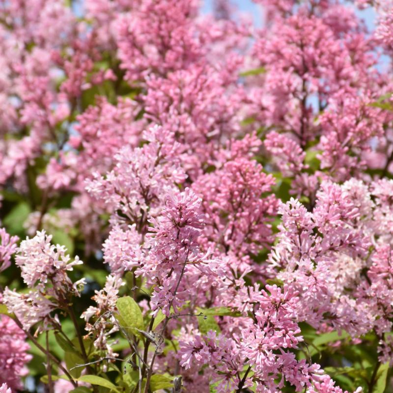 LILAC MISS CANADA