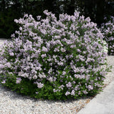 LILAC DWARF KOREAN