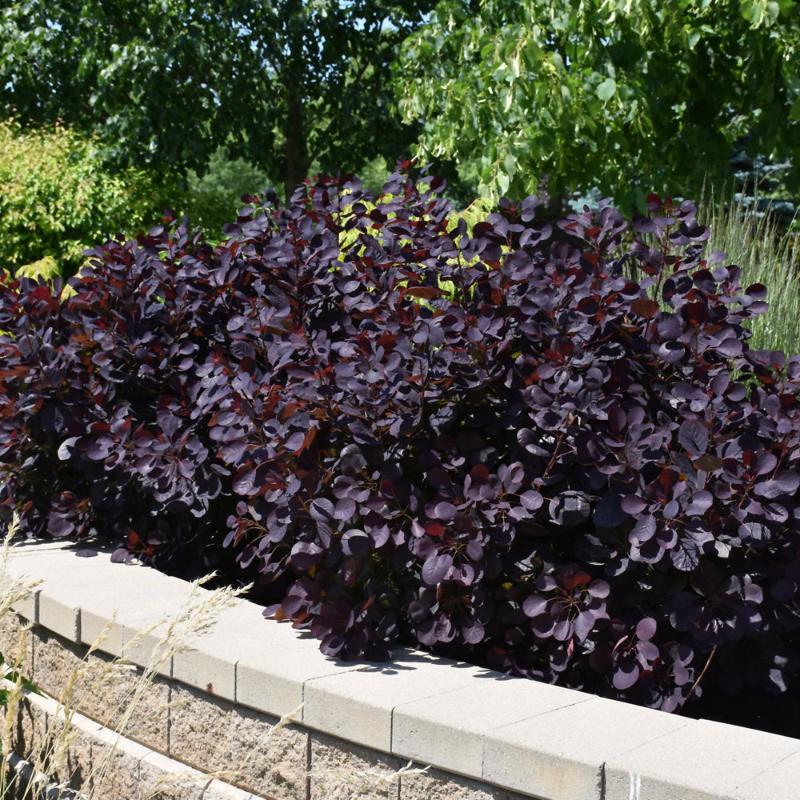 SMOKEBUSH ROYAL PURPLE