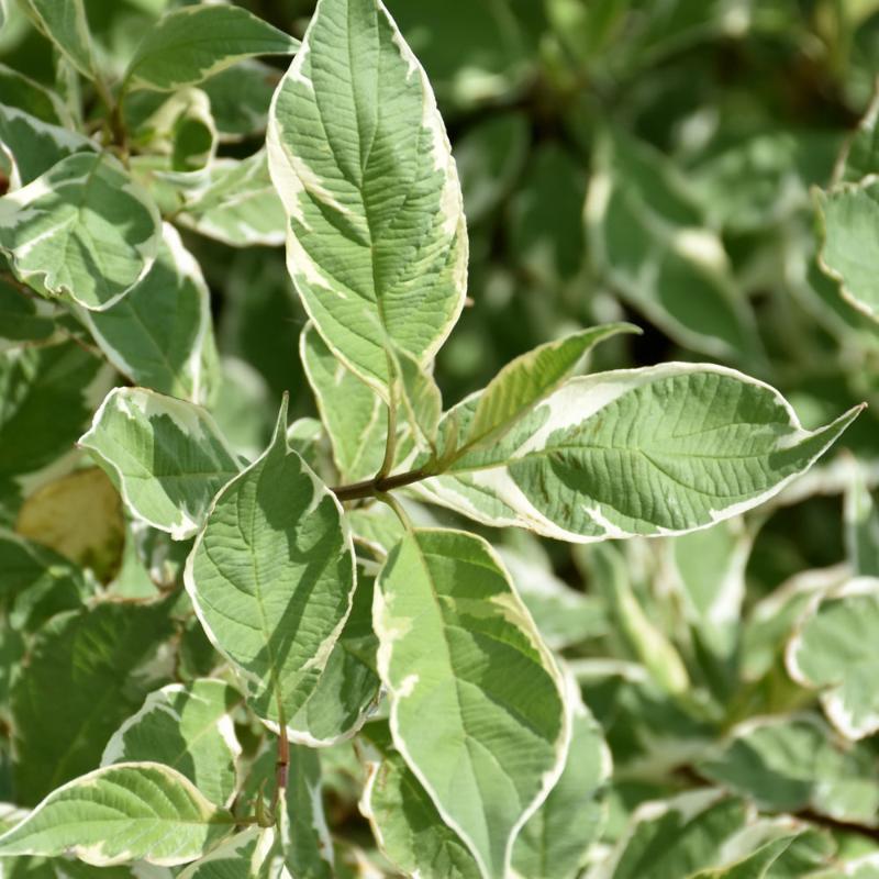 DOGWOOD SILVERLEAF