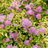 SPIREA SUNDROP