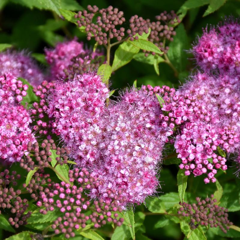 SPIREA ANTHONY WATERER