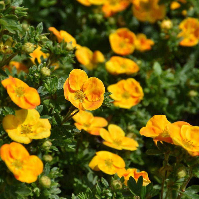 POTENTILLA BELLA SOL