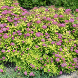 SPIREA DOUBLE PLAY GOLD