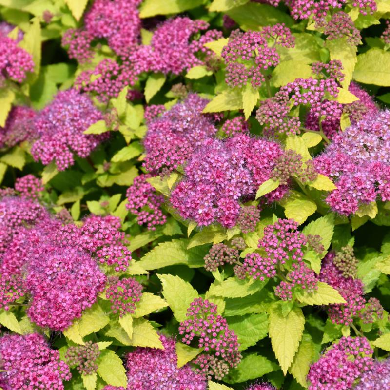 SPIREA DOUBLE PLAY GOLD