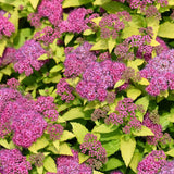 SPIREA DOUBLE PLAY GOLD