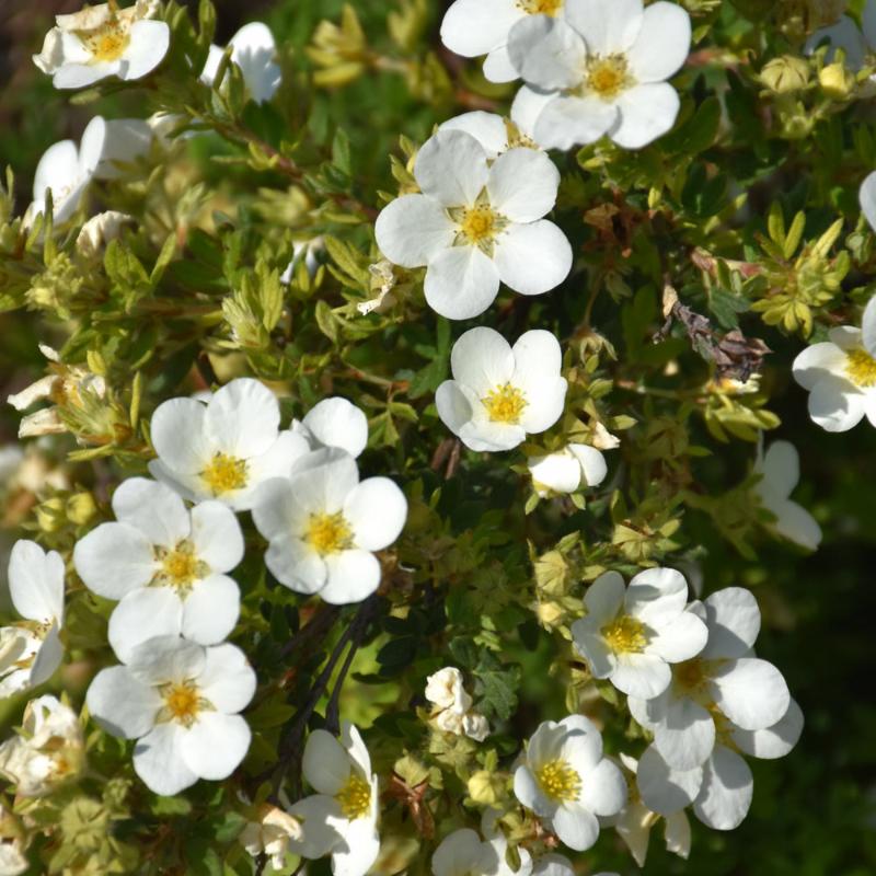 POTENTILLA MCKAY WHITE