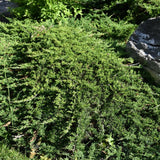 JUNIPER TAMARIX