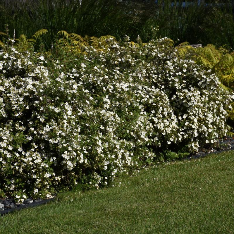 POTENTILLA MCKAY WHITE