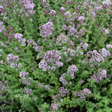 Organic Seed- Oregano