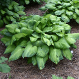 HOSTA GUACAMOLE