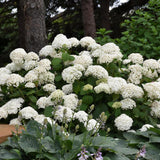 HYDRANGEA ANNABELLE