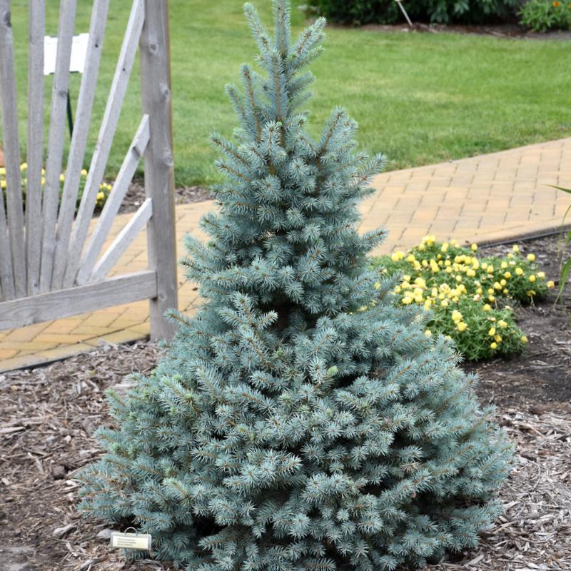 SPRUCE SESTER DWARF