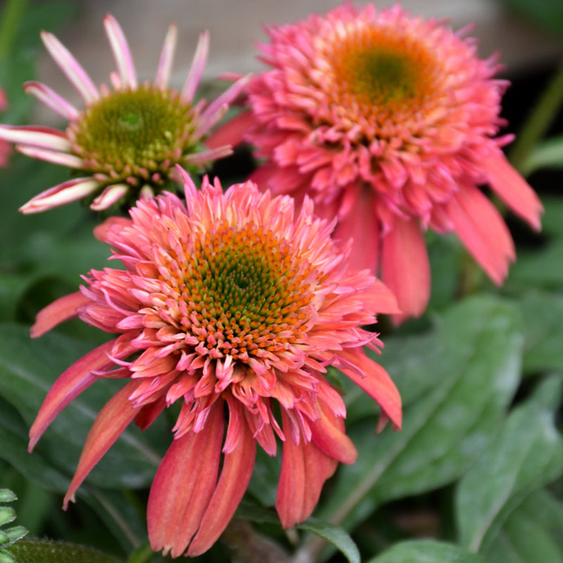 ECHINACEA DOUBLE SCOOP CRANBERRY