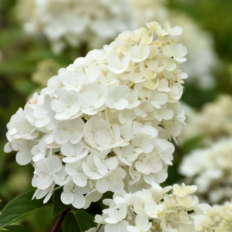 HYDRANGEA STRAWBERRY SUNDAE