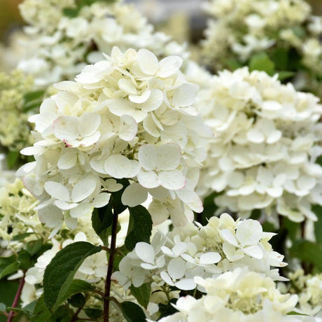 HYDRANGEA RED DIAMOND