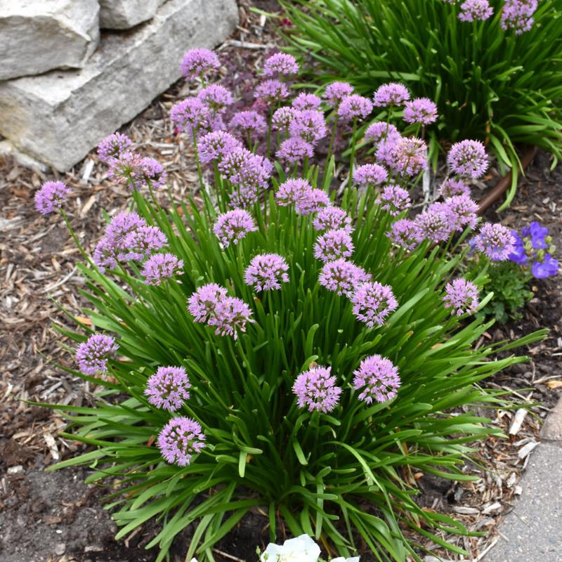 ALLIUM SUMMER BEAUTY