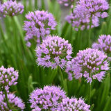 ALLIUM SUMMER BEAUTY