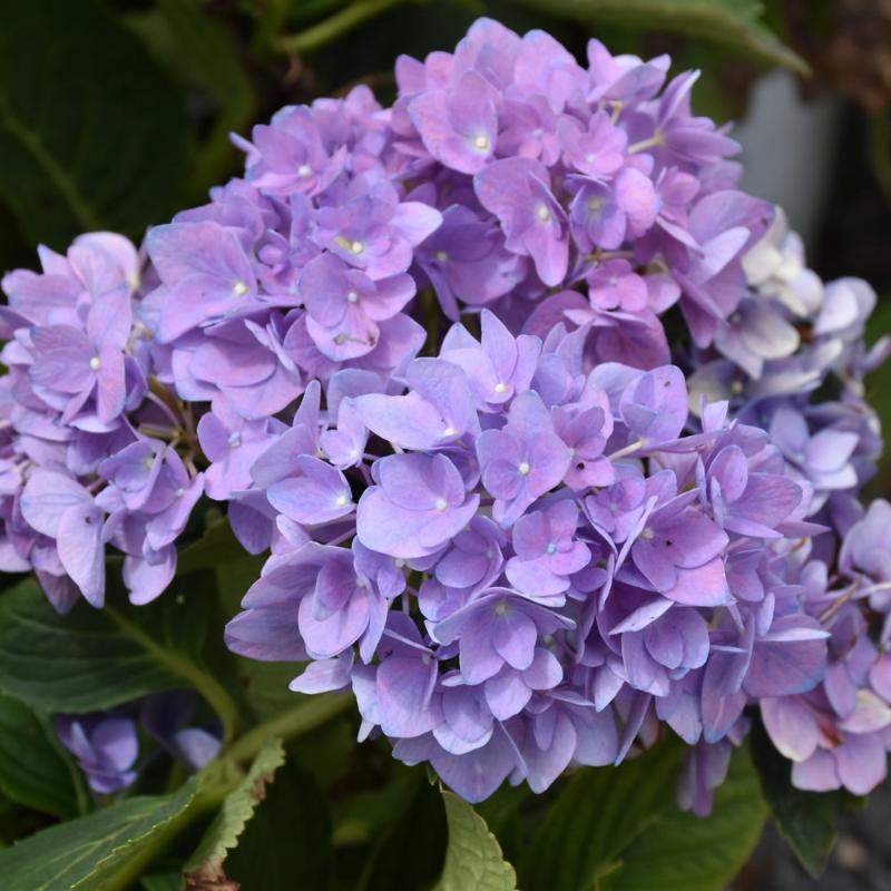 HYDRANGEA CITYLINE RIO