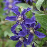 CLEMATIS SAPPHIRE INDIGO