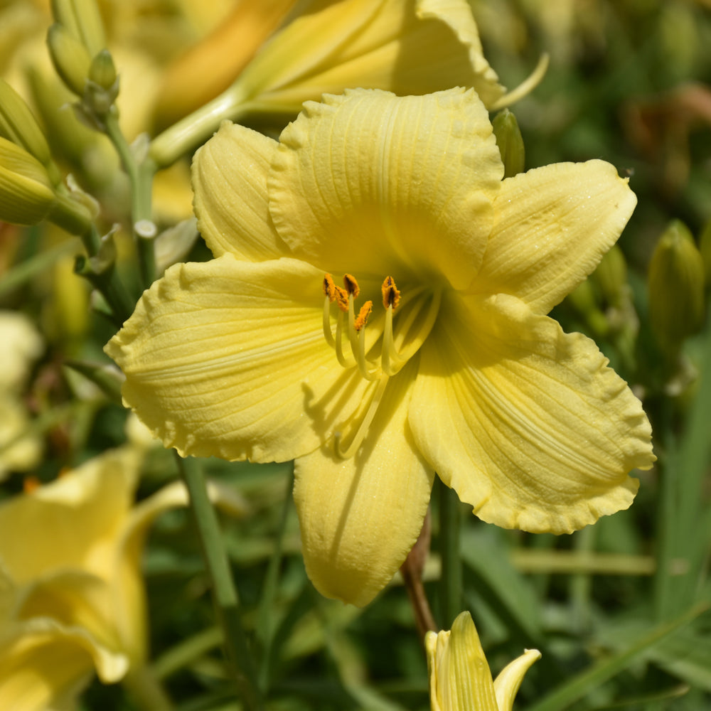 HEMEROCALLIS STELLA SUPREME