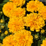 COREOPSIS GOLDEN SPHERE