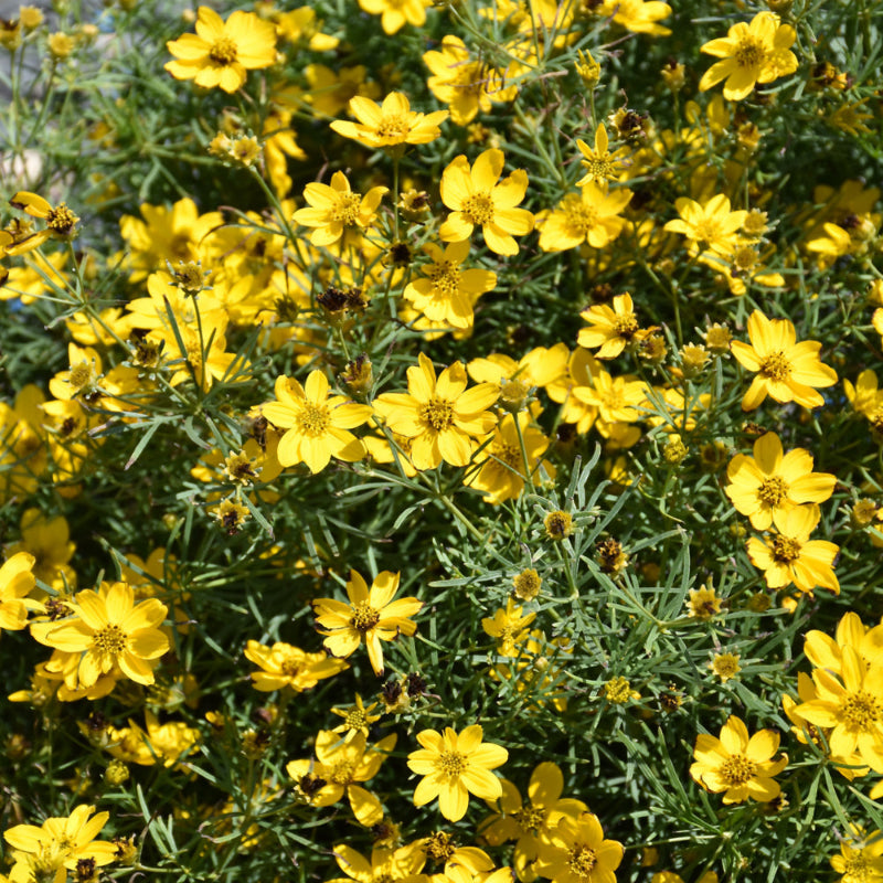 COREOPSIS SYLVESTER