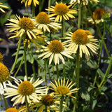 ECHINACEA MAUI SUNSHINE