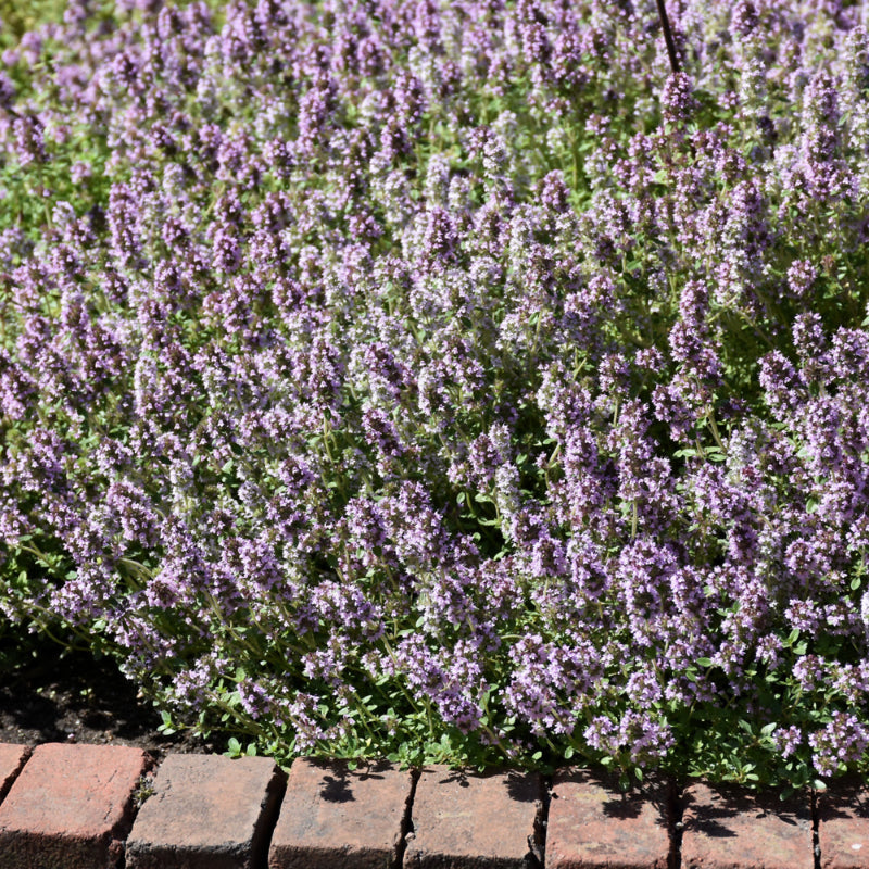 THYMUS VULGARIS