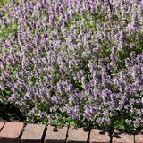 THYMUS VULGARIS