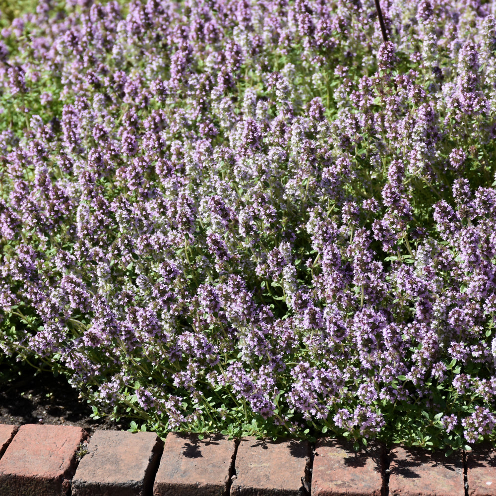 Organic Seed- Thyme