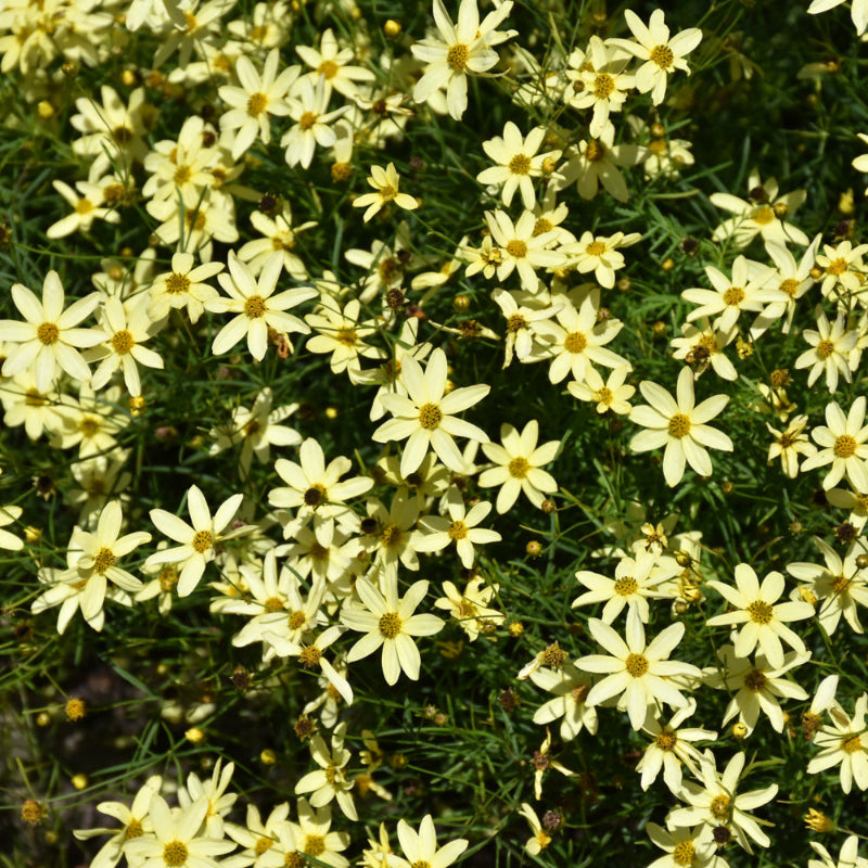 COREOPSIS MOONBEAM