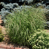 PANICUM ROTSTRAHLBUSCH