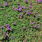 Seed - Creeping Thyme Thymus Serpyllum