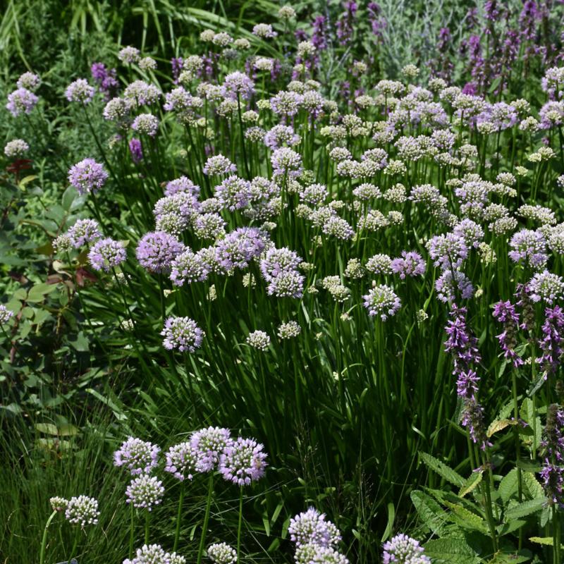 ALLIUM SUMMER BEAUTY