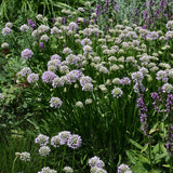 ALLIUM SUMMER BEAUTY