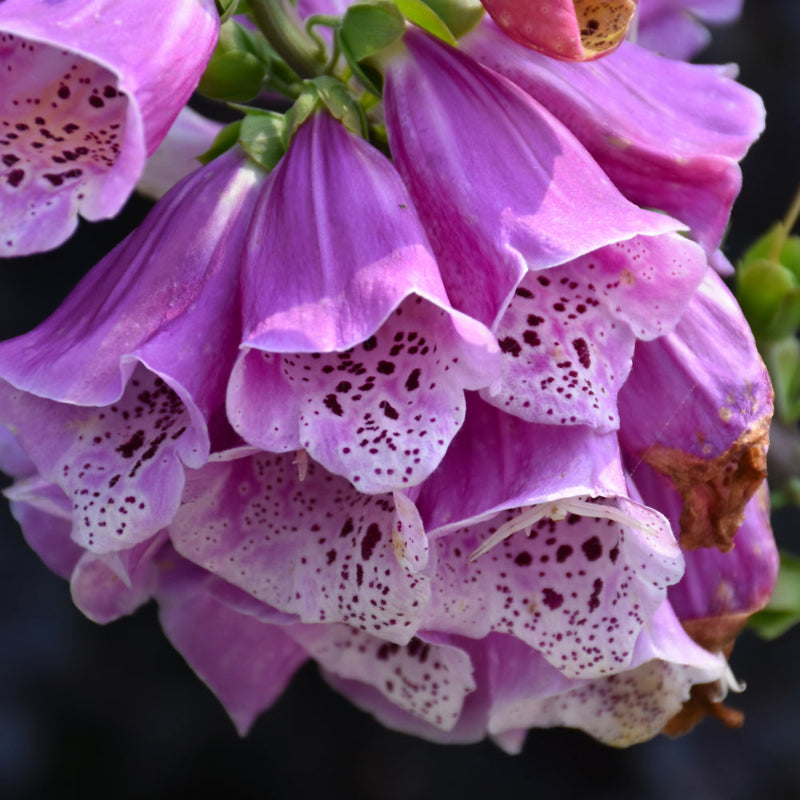 DIGITALIS EXCELSIOR MIX