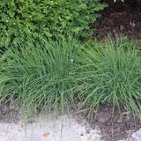 Organic Seed- Chives