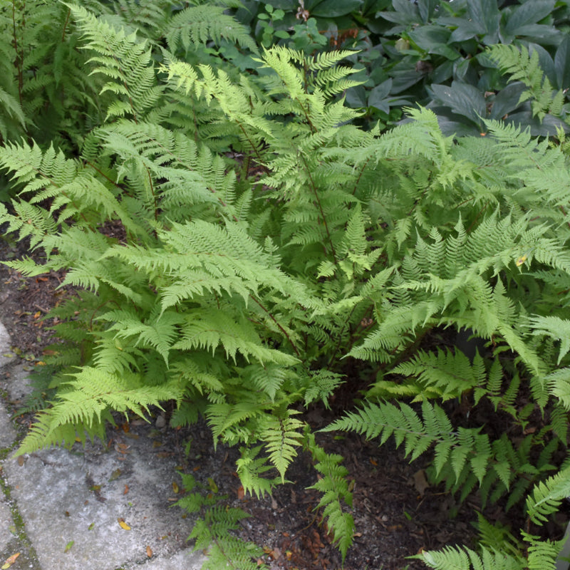 ATHYRIUM LADY IN RED