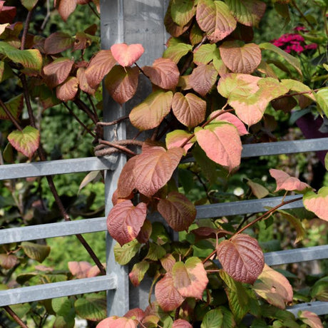 HARDY KIWI VINE MALE