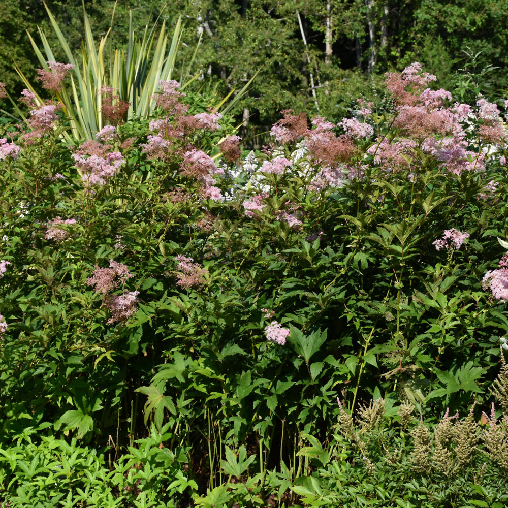 FILIPENDULA VENUSTA